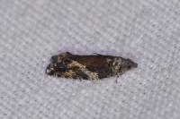 Epinotia nisella
