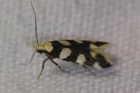 Pseudotelphusa tessella
