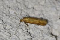 Metzneria neuropterella