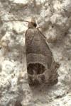 Notocelia uddmanniana
