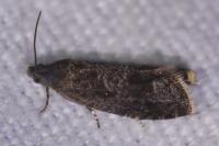 Grapholita funebrana