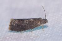 Grapholita funebrana