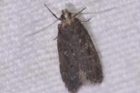 Gelechia sororculella