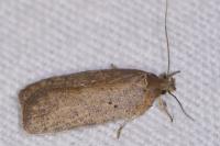 Agonopterix scopariella
