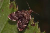 Anthophila fabriciana