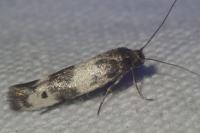 Enolmis