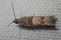 Crocidosema plebejana