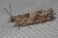 Crocidosema plebejana