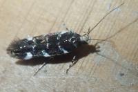 Eteobalea