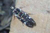 Eteobalea
