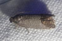 Cydia pomonella