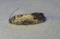 Pammene fasciana