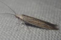 Coleophora