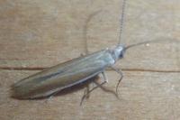 Coleophora