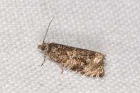 Celypha lacunana