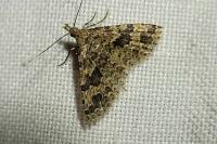 Alucita hexadactyla