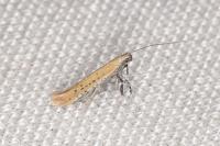Aspilapteryx tringipennella