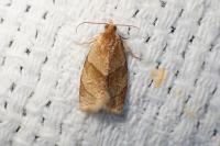 Clepsis rurinana