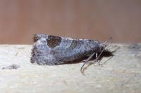 Notocelia uddmanniana
