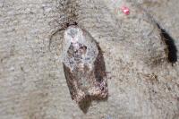 Acleris variegana