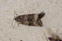 Celypha lacunana
