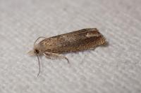Eucosma conterminana