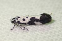 Ethmia quadrillella
