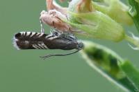 Grapholita compositella