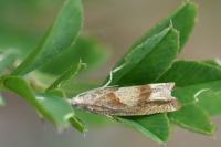Eucosma conterminana