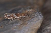 Ancylis comptana