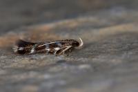 Oxypteryx wilkella