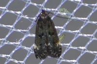 Dichomeris alacella