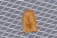 Cacoecimorpha pronubana