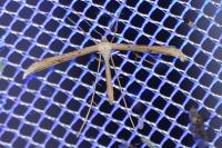 Emmelina monodactyla