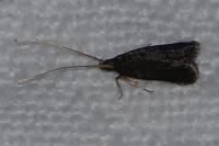 Lecithocera nigrana