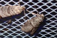 Penestoglossa dardoinella