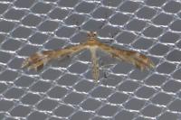 Oxyptilus