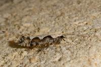 Rhigognostis annulatella