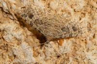 Alucita hexadactyla