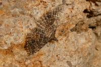 Alucita huebneri