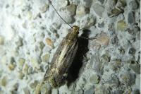 Aroga velocella