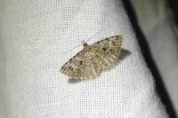 Alucita hexadactyla