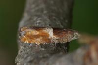 Epinotia tenerana