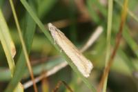 Eucosma