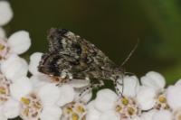 Choreutis diana
