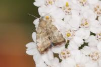 Choreutis pariana