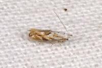 Bucculatrix