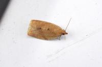 Clepsis consimilana