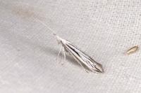Coleophora strigosella