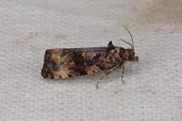 Endothenia